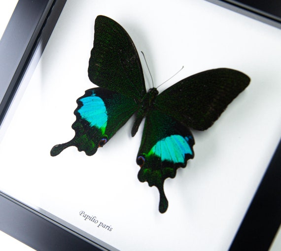 Papilio paris