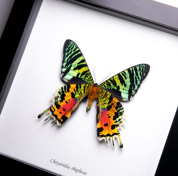 Chrysiridia rhipheus