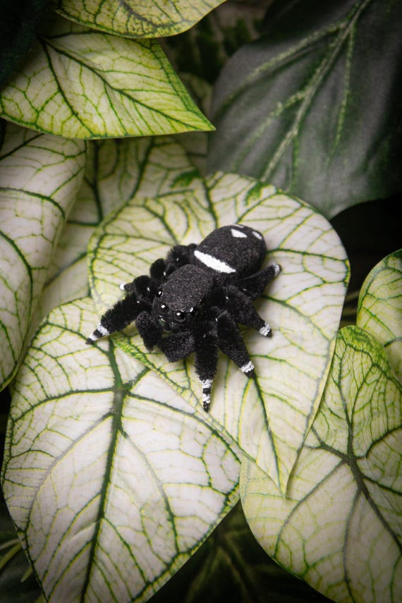 Phidi'pin Phiddipus regius