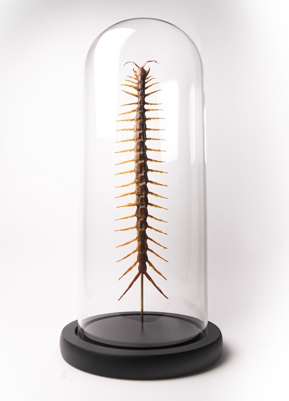 Scolopendra subspinipes