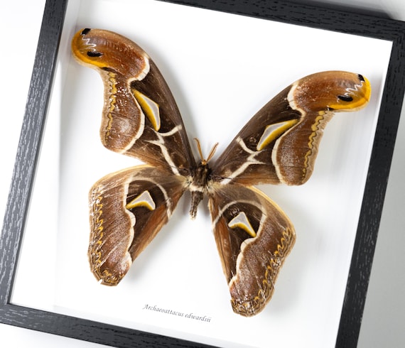 Archaeoattacus edwardsii