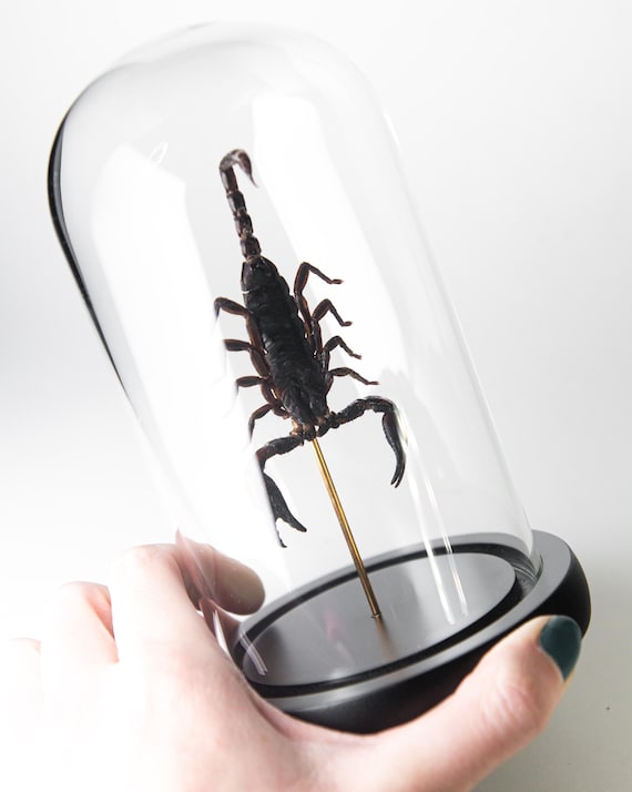 Heterometrus laoticus