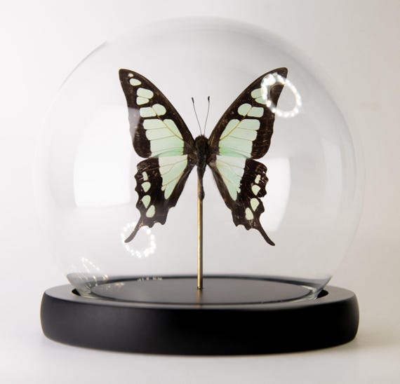 Graphium cloanthus