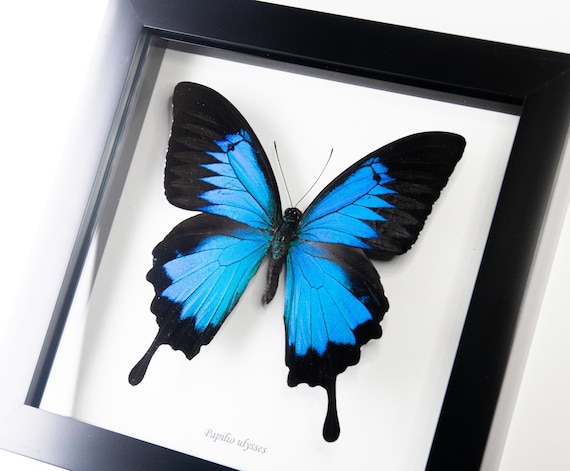 Papilio ulysses