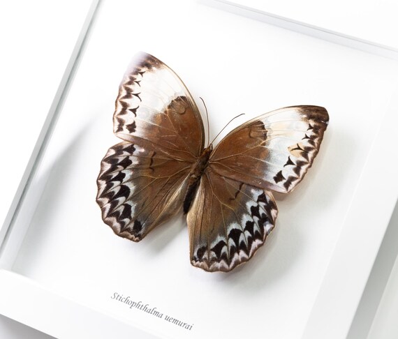 Stichophthalma uemurai