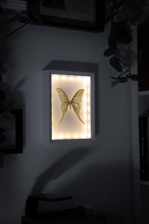 Actias selene (cadre éclairé)