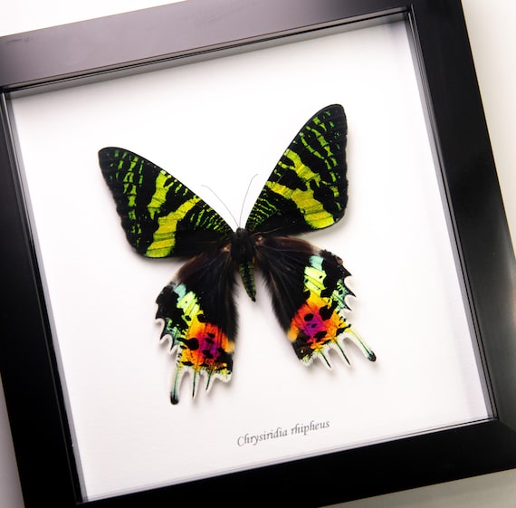 Chrysiridia rhipheus