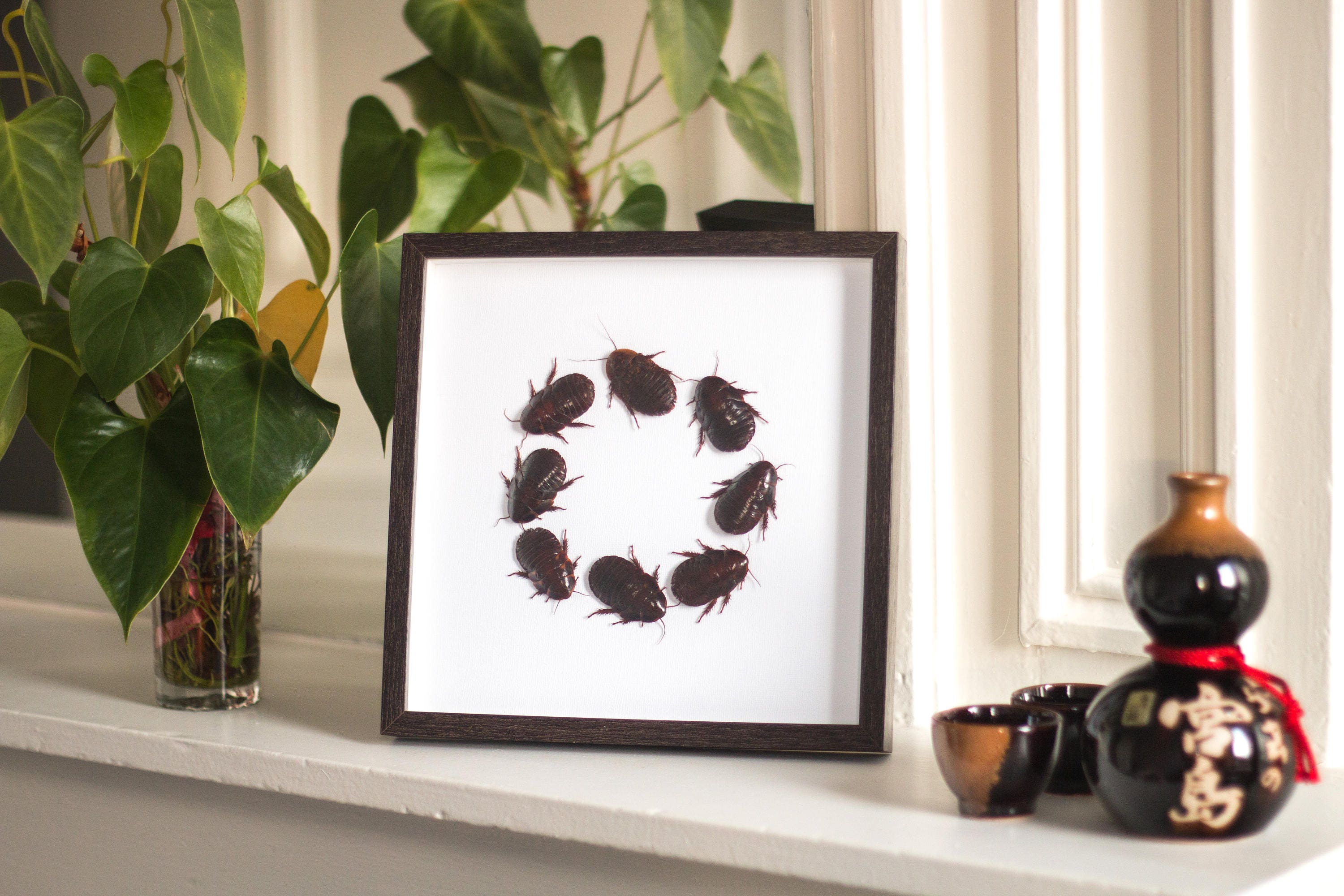 Framed cockroaches, Gromphadorhina portentosa from Madagascar