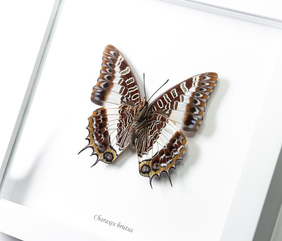 Charaxes brutus