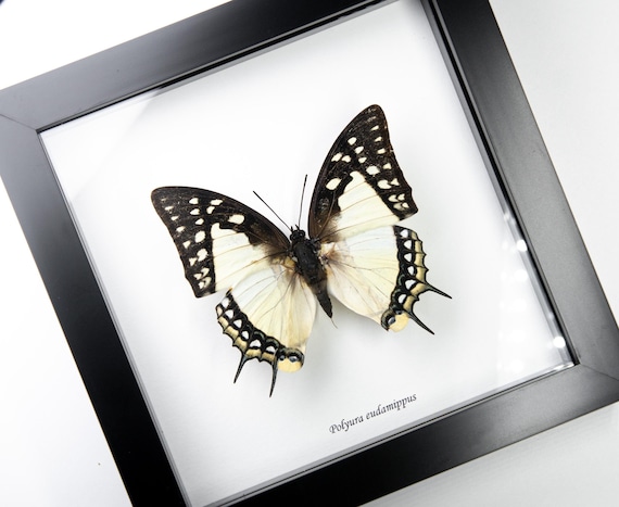 Polyura eudamippus