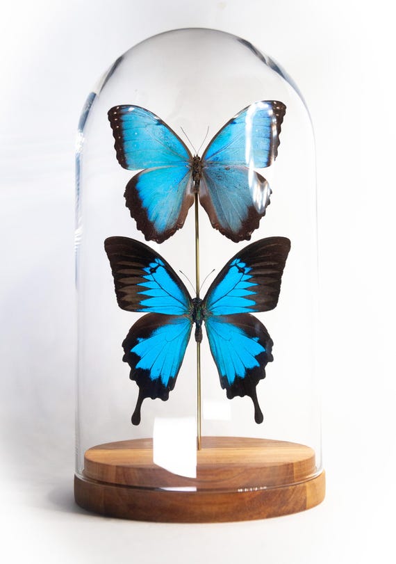 Papilio ulysses + Morpho peleides