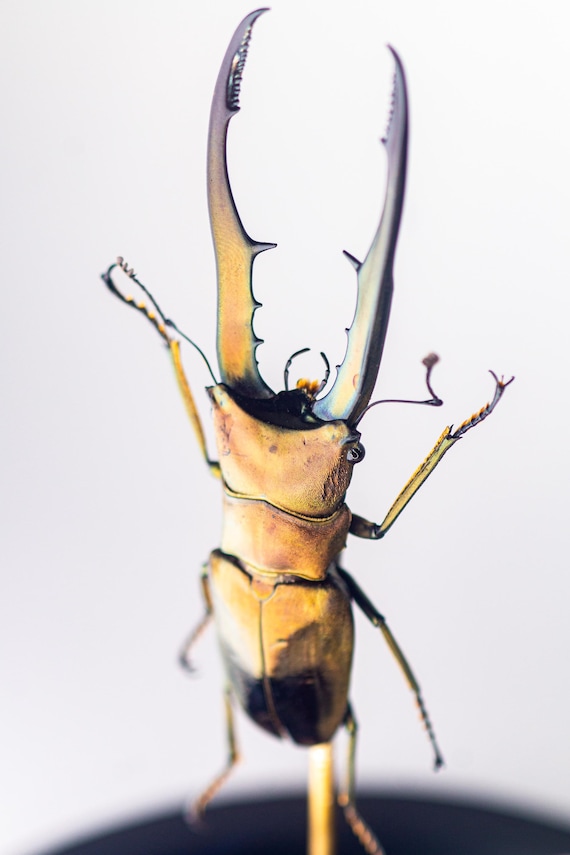 Cyclommatus metallifer finae