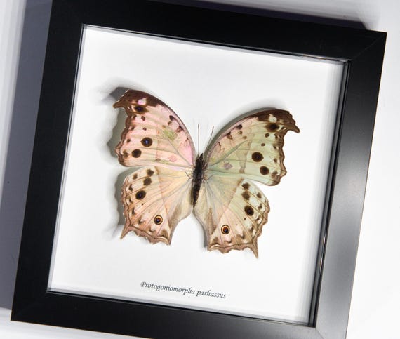 Protogoniomorpha parhassus