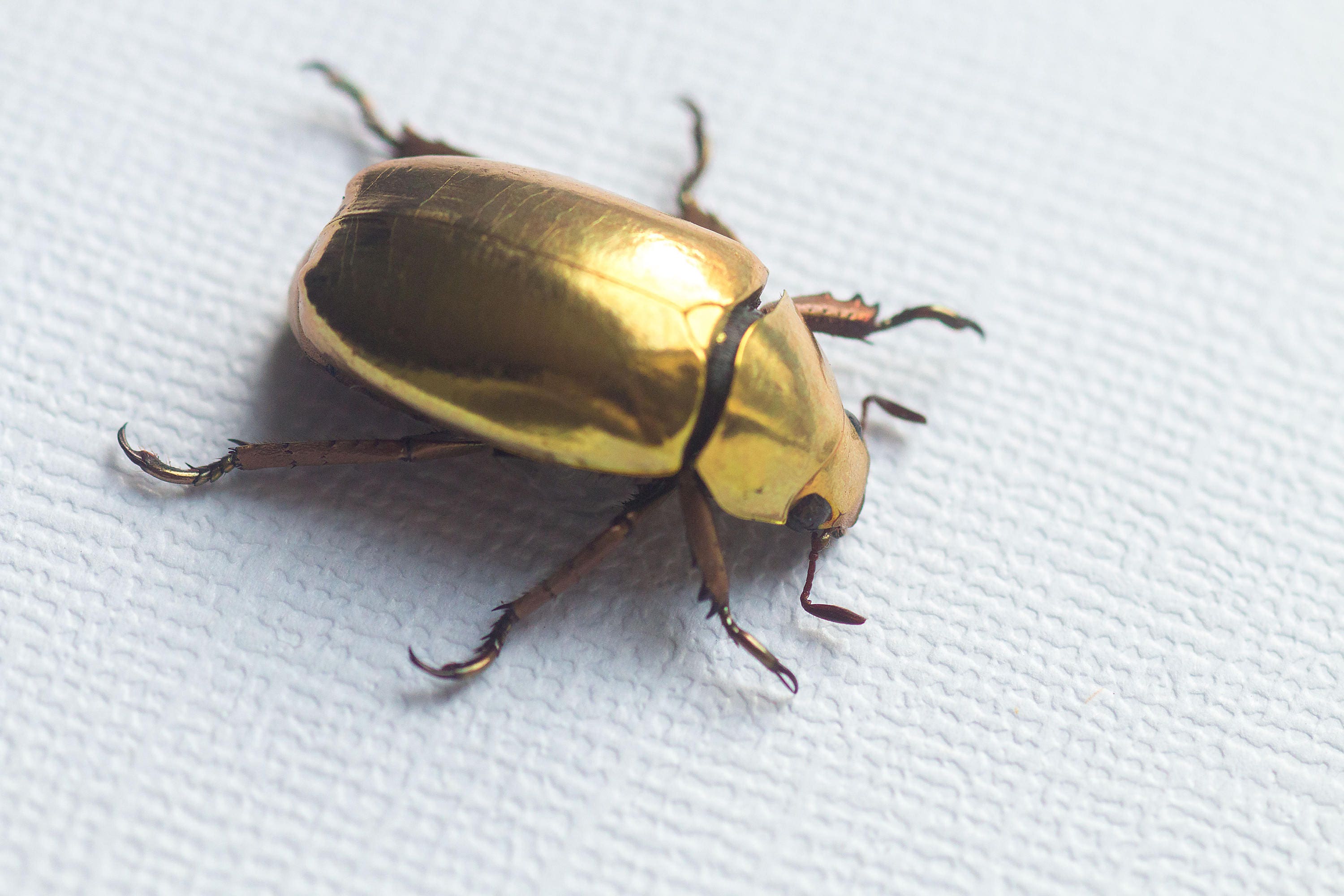 RARE !! Framed golden beetle, Chrysina resplendens