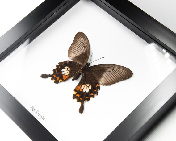 Papilio polytes