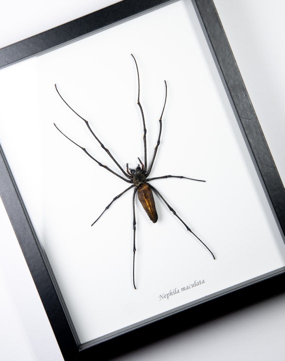 Nephila maculata