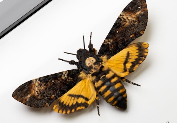 Acherontia atropos