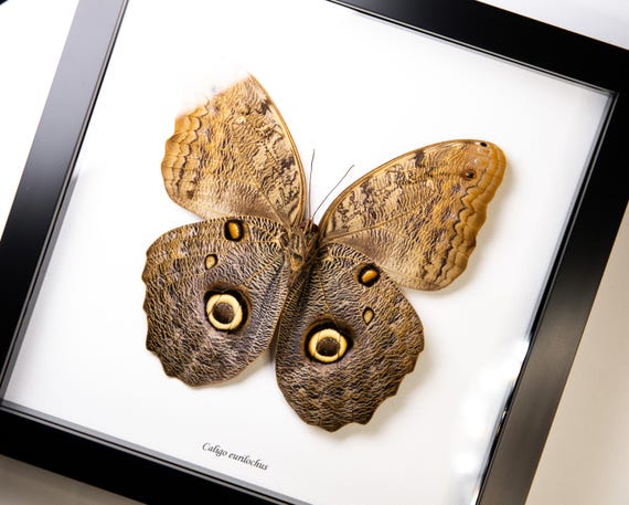 Caligo eurilochus