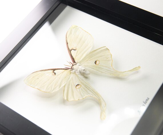 Actias luna