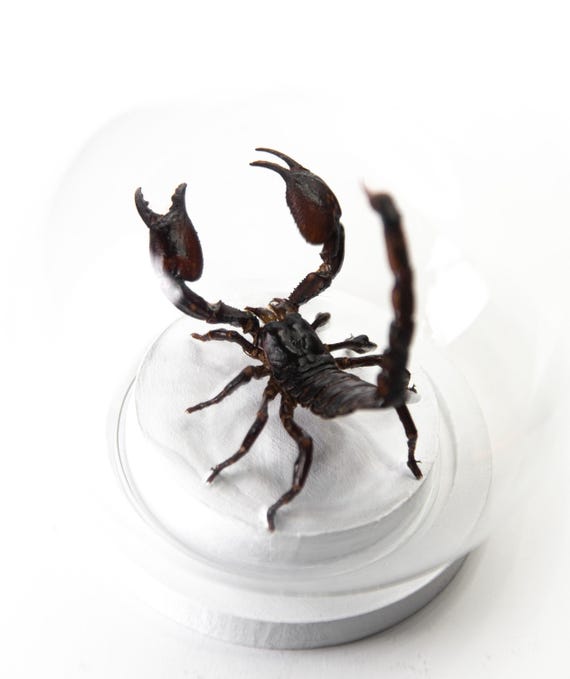 Heterometrus laoticus + lampe UV