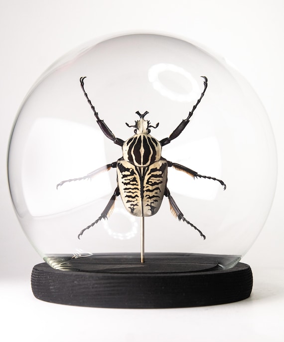 Goliathus albosignatus kirkianus