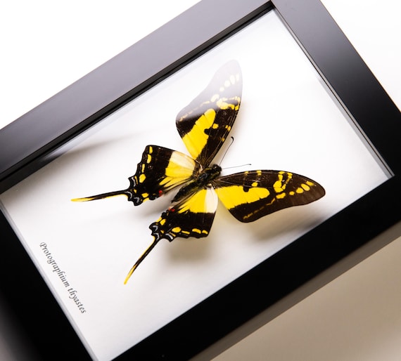 Protographium thyastes