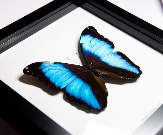 Morpho deidamia