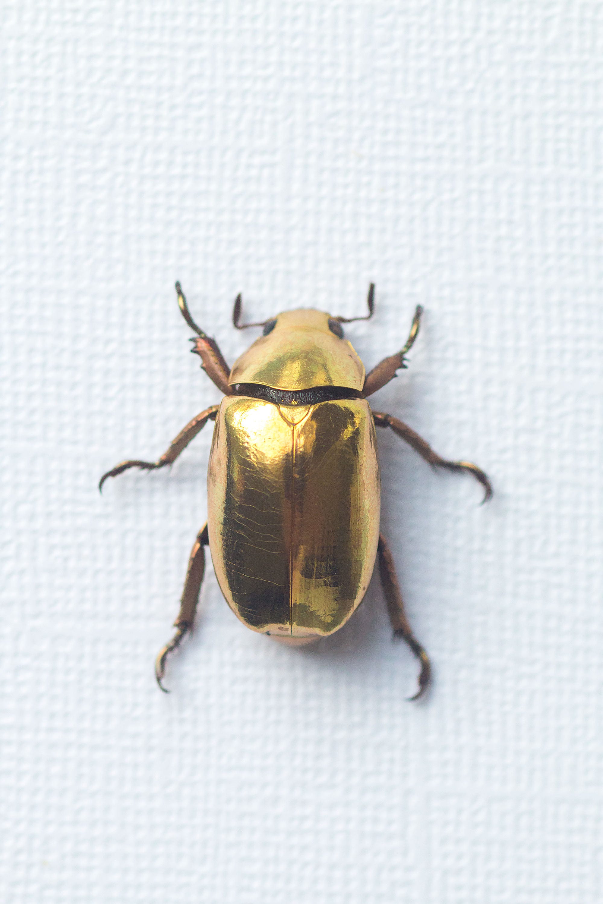 Gold Color Insect Gold Beetle Insect – Golden Tortoise Insect – DBLUK
