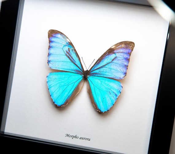 Morpho aurora