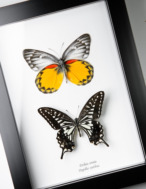 Duo de papillons