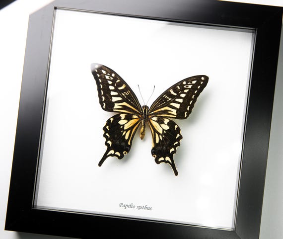Papilio xuthus