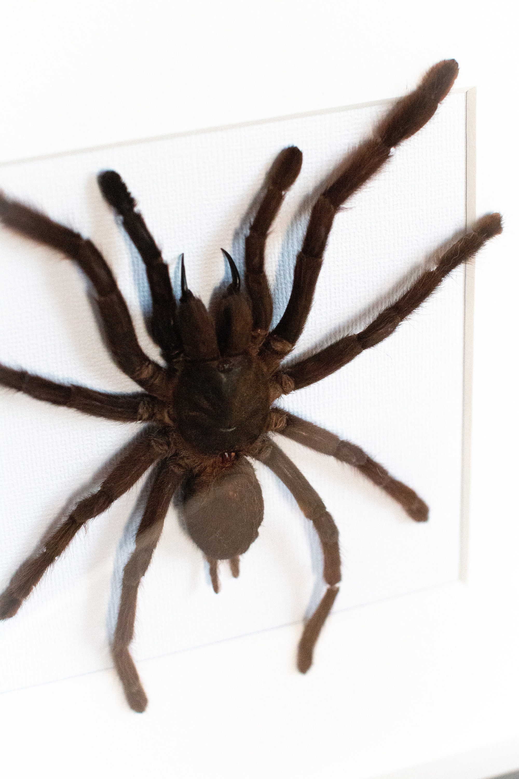 Framed tarantula, Haplopelma minax