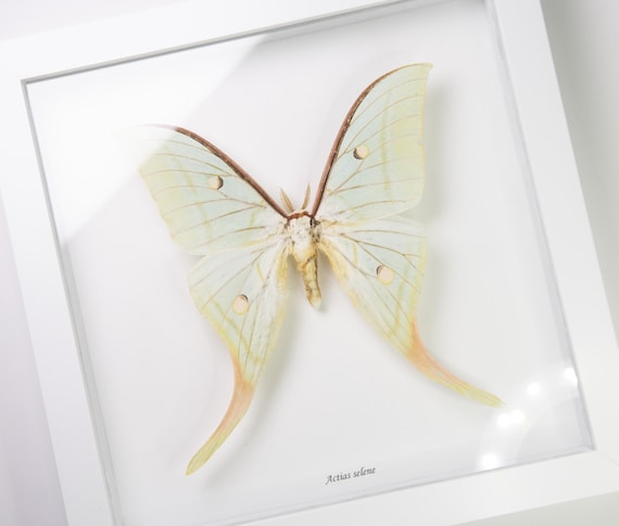 Actias selene
