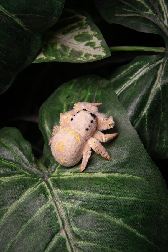 Phidi'pin Phiddipus regius