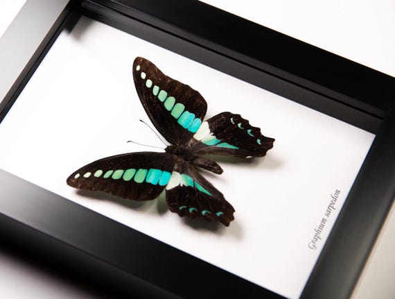 Graphium sarpedon