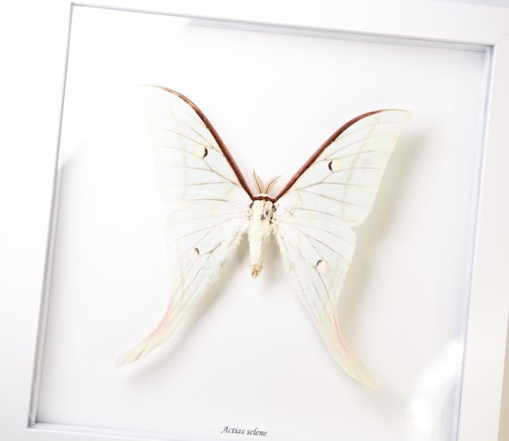 Actias selene