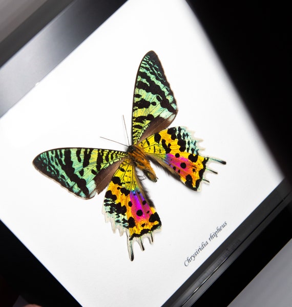 Chrysiridia rhipheus