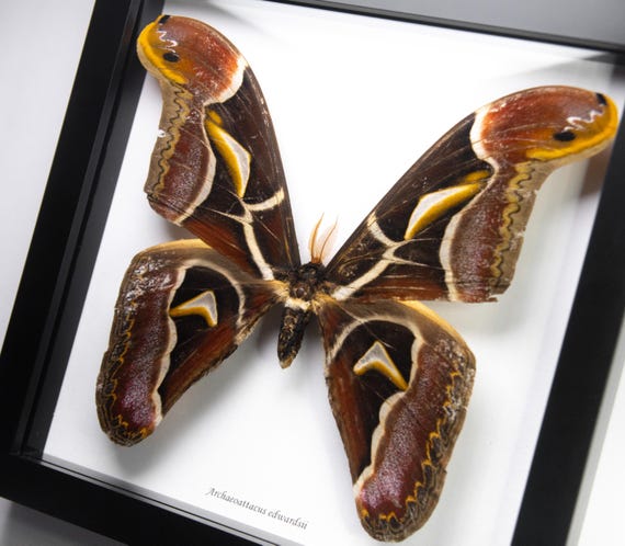 Archaeoattacus edwardsii