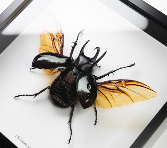 Chalcosoma chiron