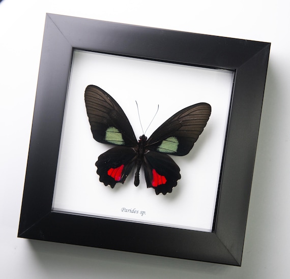Parides sp.
