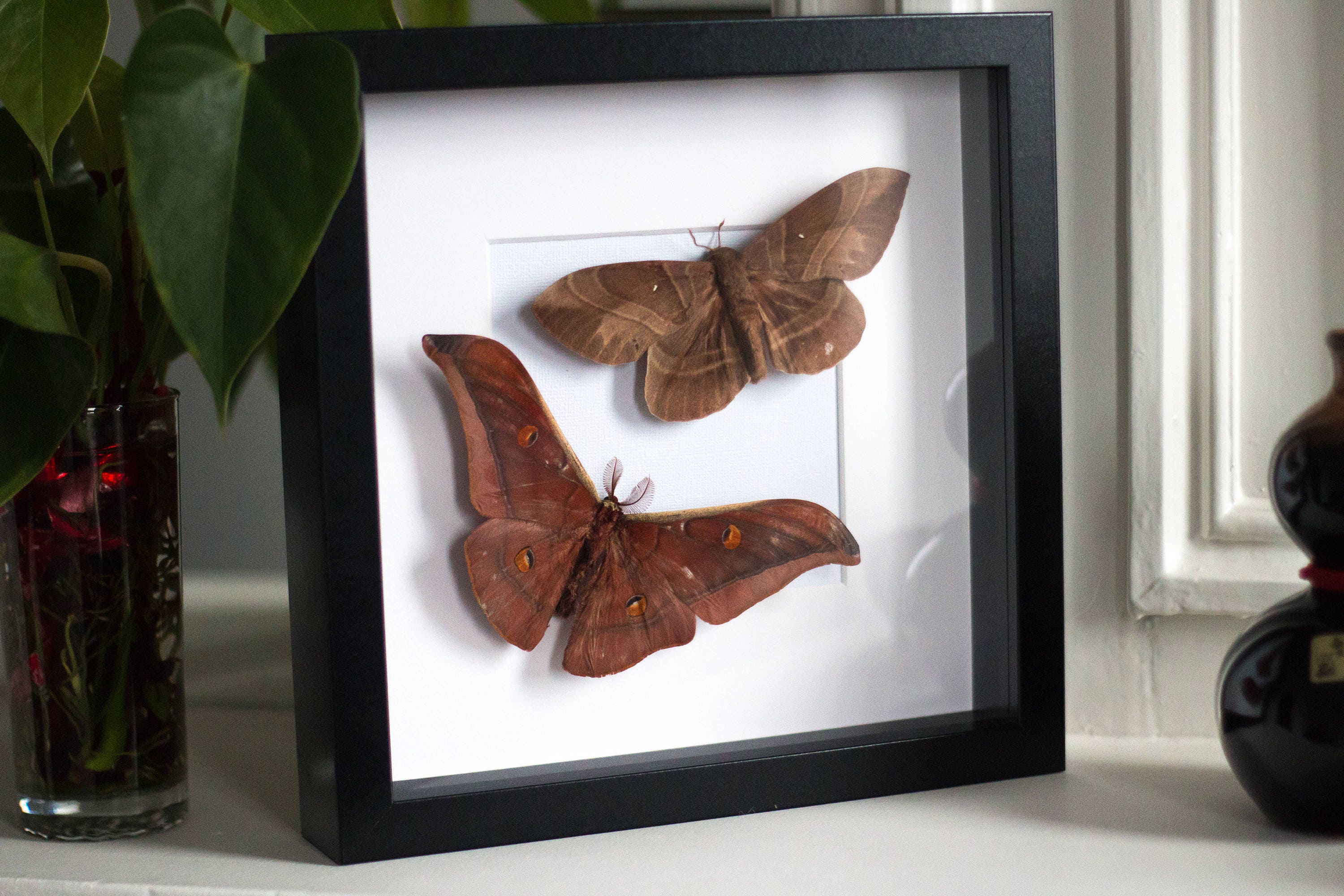 Framed moths, duo