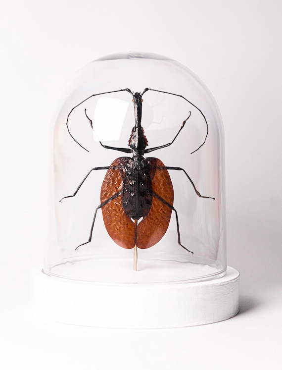 Mormolyce phyllodes