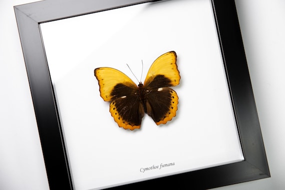 Cymothoe fumana