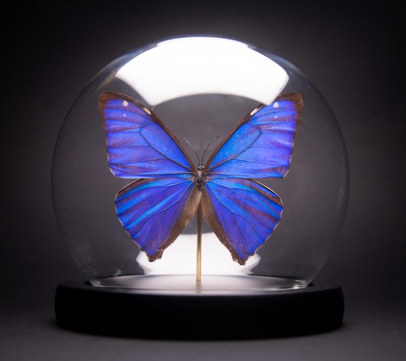 Morpho aega
