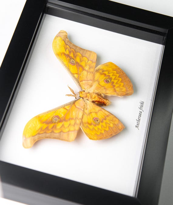 Antheraea frithi