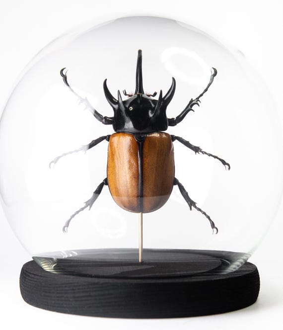 Eupatorus gracilicornis
