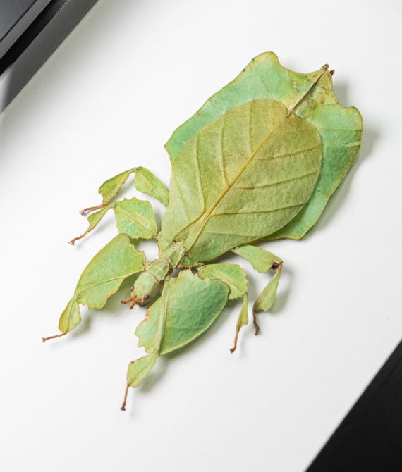 Phyllium bioculatum