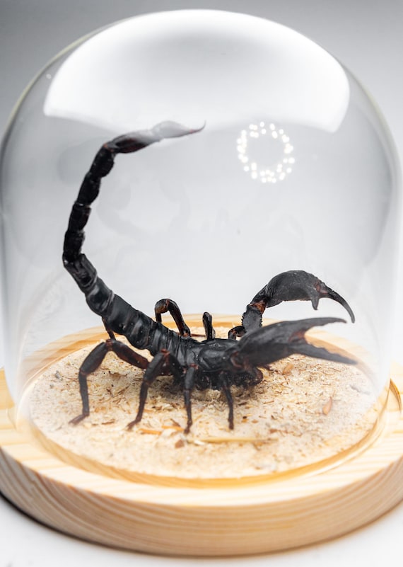 Heterometrus laoticus + lampe UV
