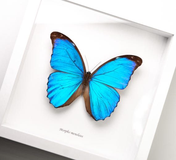 Morpho menelaus