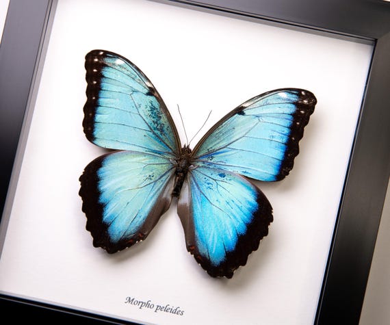 Morpho peleides